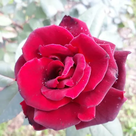 L'orto Sul Poggio Bed and Breakfast 4*